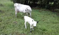 vaca criolla