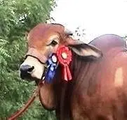 campeona