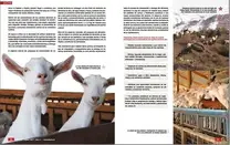 Alimentacion en caprinos lecheros (2)