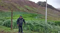 QELLCCAPALCA-CARHUANCHO