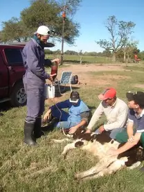 Transfusión sanguínea