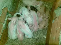 Lechones de 1 día de nacido