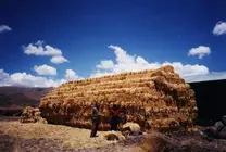 Elaboracion de Heno de avena. Mañazo, Puno. Peru