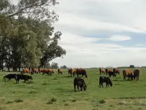 Rotando las coloradas