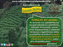 Ganadería Orgánica - P2 Forrajes en Ladera