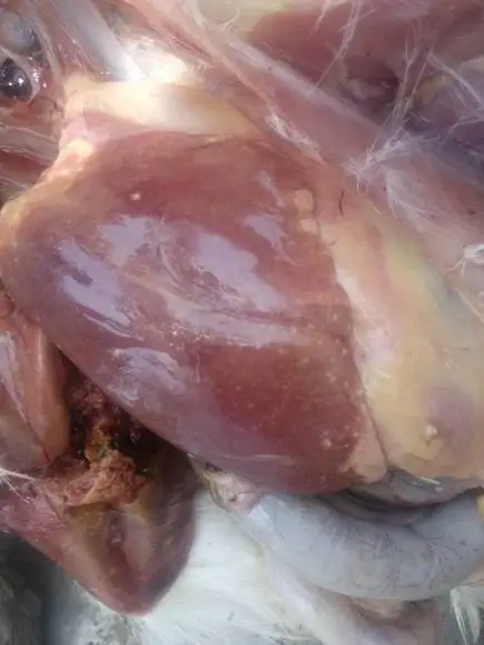 Are these liver spot indicating fowl cholera?? - Clinical issues