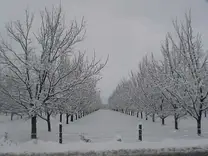 NOGALES NEVADOS