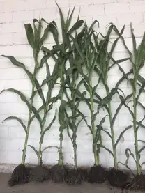 Fenotipificacion planta de maiz