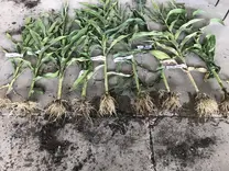 Planta de diferente sistema radicular y desarrollo de tallo