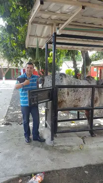 Ecografía reproductiva en gyr
