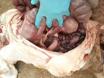 TORSIÓN INTESTINAL