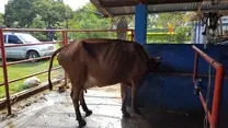 Solución del prolapso uterino en esta vaca