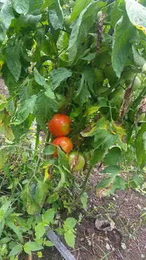 Siemira de tomates