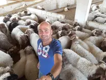 Awassi sheep fattening