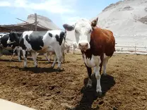 Novillas Holstein y Hereford