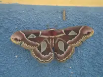 MARIPOSA