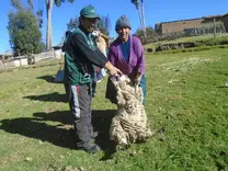 ASISTENCIA TECNICA EN OVINOS