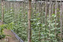 cultivo de habichuelas sobre sustrato de carbonilla