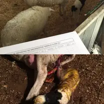 Registro de Nacimientos
