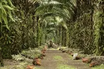 El cultivo de palma aceitera