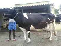Holstein Fresian (HF) Cows - Olai Dairy Dealer