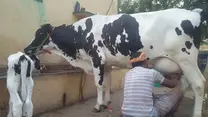 Olai Dairy Dealer - Holstein Fresian (HF) Cow - 15 - 35 Ltrs - Cow Suppliers