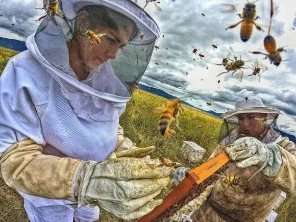 bellezas de la apicultura - Casos clínicos