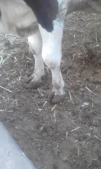 Bursitis( mycoplasmosis Bovina)