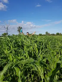 Test sorgo