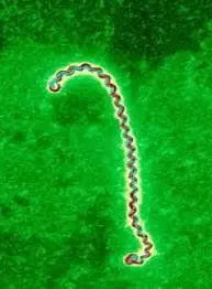 Leptospira spp