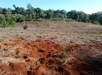 Situacion inicial en lote con presencia de hormigas cortadoras