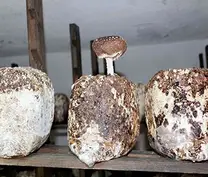 Cultivo de Shiitake