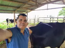 Preñez vacas