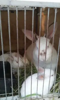 algunos de nuestros conejos