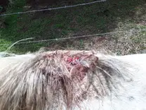 Culebrilla equino 6 años castrado cuarto de milla