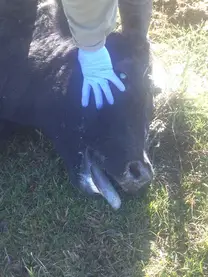 Vaca de segunda cria en buen estado jadeando antes de morir