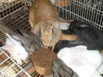 Bloque multinutricionales para conejos