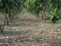 PLANTACION UNIFORME DE CACAO