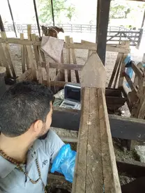 Realizando ecogragia en vacas para detectar gestacion a 30 dias post IATF