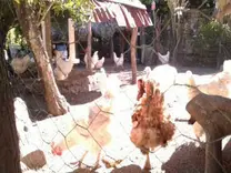 Producción gallinas de traspatio