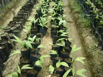 Produccion de Tepejilote (Chamaedorea tepejilote)