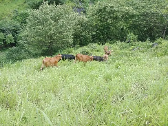 Rancho el Chaguite - Varias