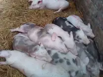 crianza de cerdos