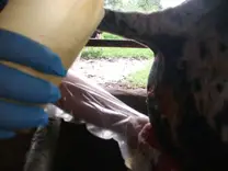 Reposiciòn cervical en vaca preparto