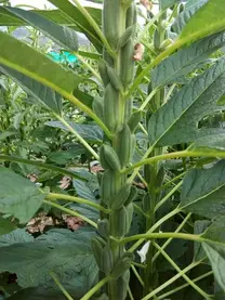 Cultivo de Ajonjolí