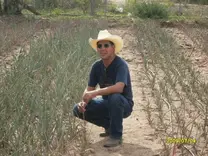 AGAVE  ANGUSTIFOLIA