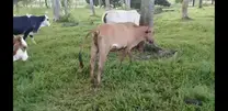 Vaca con rigidez en patas traseras