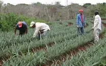 asistencia técnica en agropecuaria.