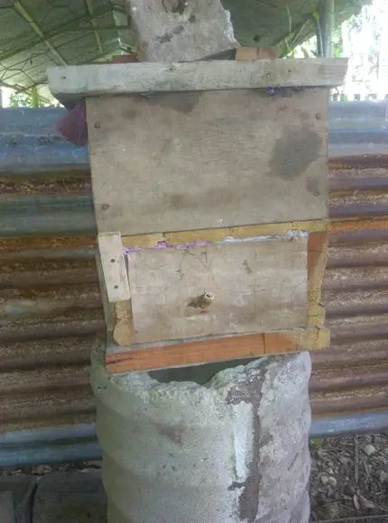 Colmena de abeja nativa, Tetragonisca angustula - Varias