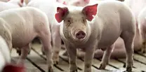 Enfermedades más comunes en cerdos